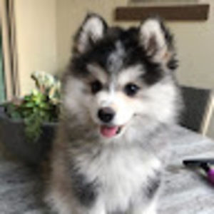 Meet your Posher, Emma